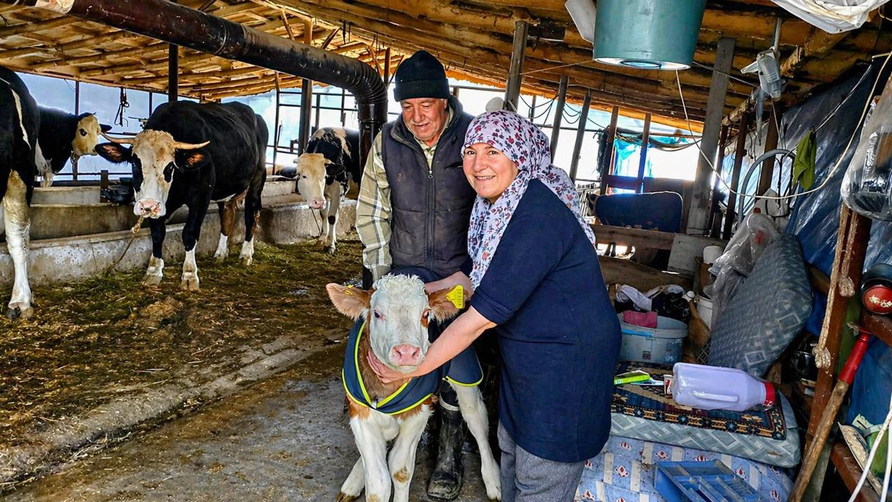 Malatya Tarım Müdürlüğü’nden Buzağı Yetiştiricilerine Tam Destek