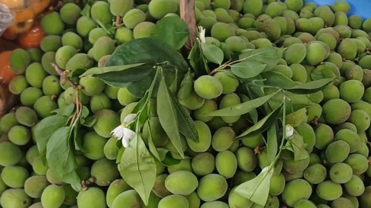 Malatya’da kayısı ağaçları çiçek açarken zirai don endişesi sürüyor; tezgâhlarda