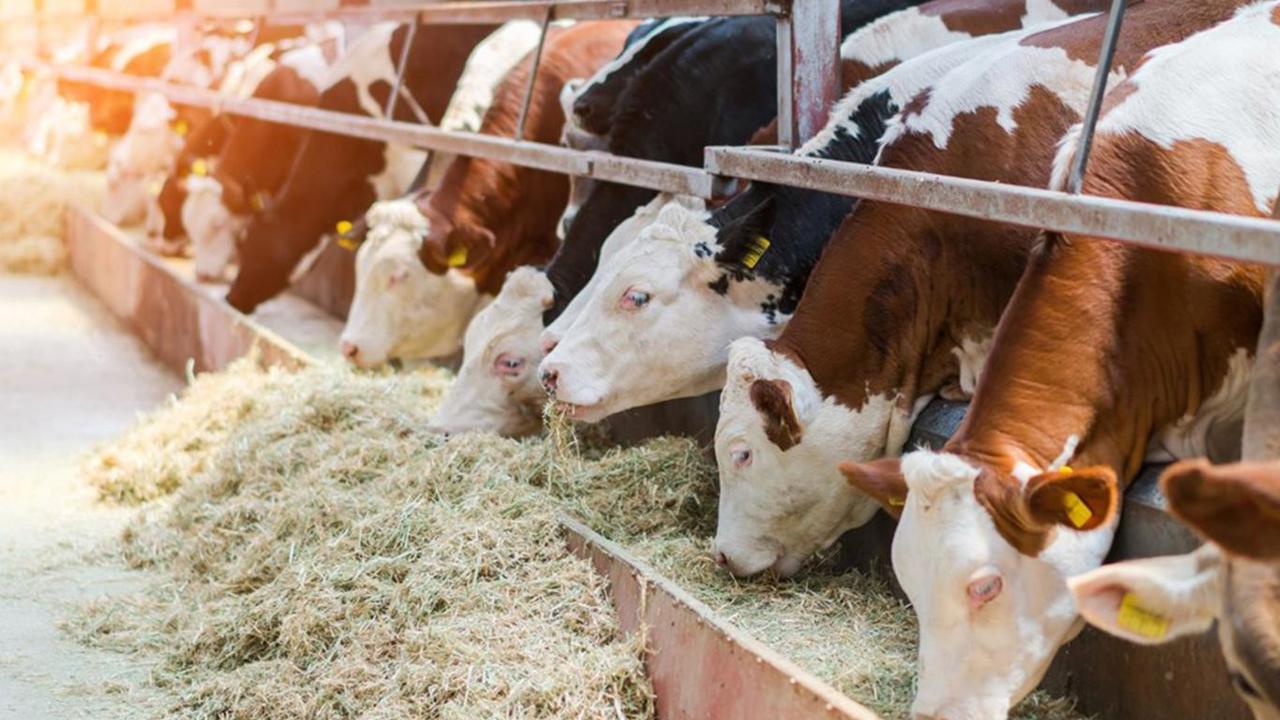 Malatya’da Kurbanlık Fiyatları Netleşti