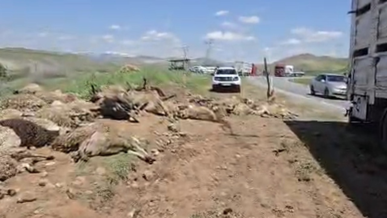 Arapgir’de Koyun Yüklü Tır Devrildi: 100 Hayvan Telef Oldu