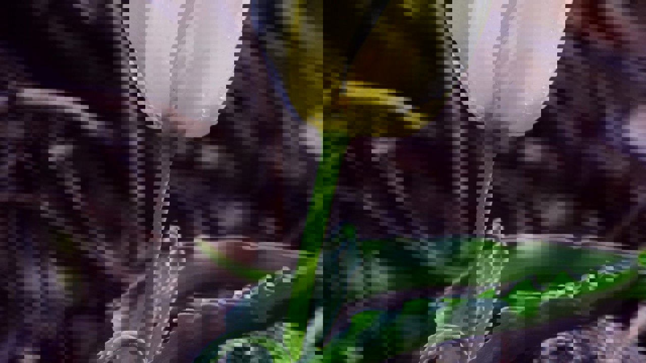 Türkiye Topraklarında Sadece Malatya’da Yetişiyor