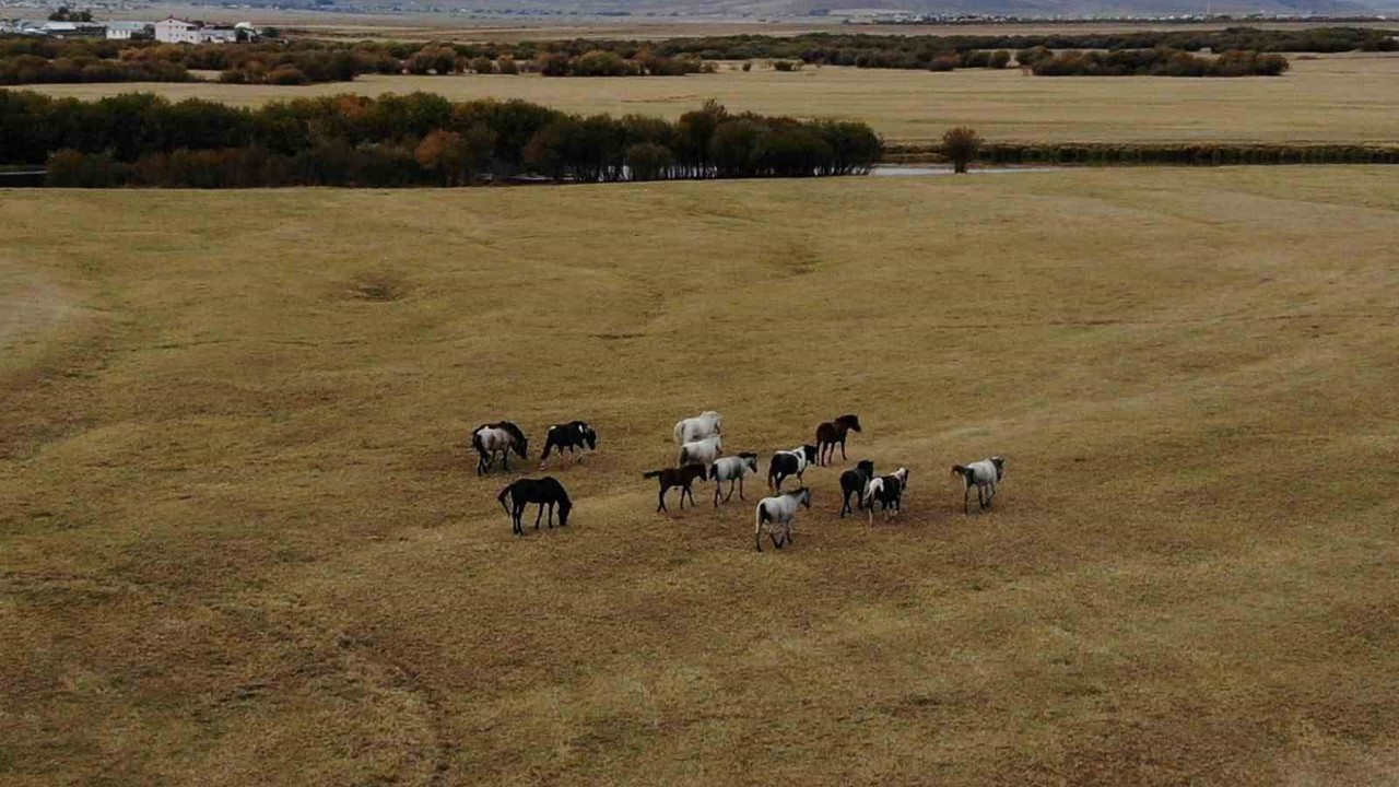 Ardahan’ın vahşi güzelliği: Yılkı atları dron ile görüntülendi
