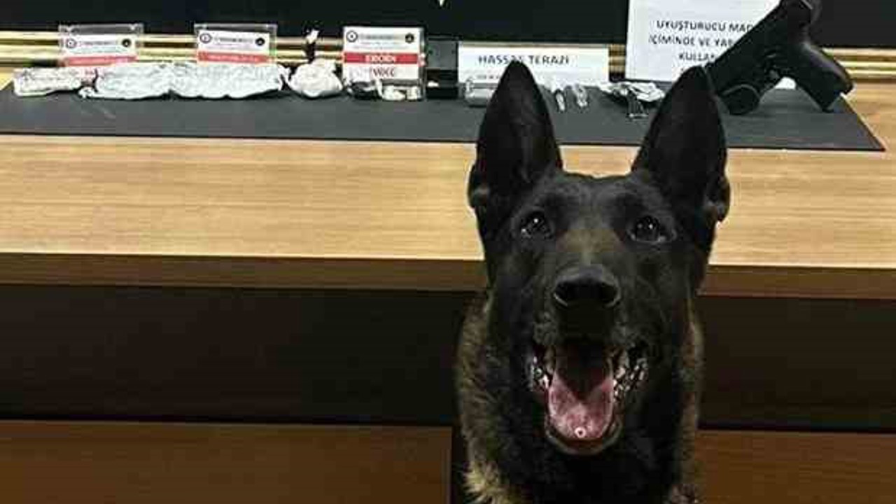 Narkotik köpeği ‘Pablo’ Bayburt’ta uyuşturucu tacirlerine geçit vermiyor
