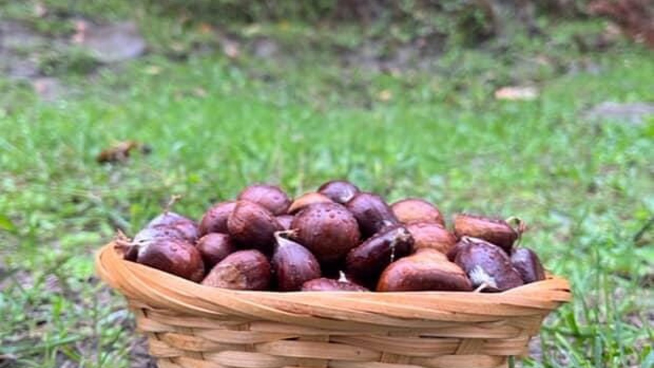 Türkeli’de kestane sezonunda vatandaşlar ormana akın etti
