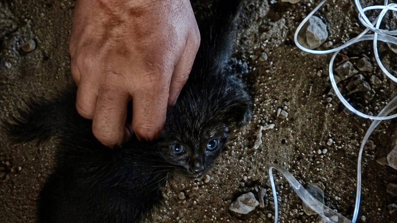 Minik Can Baca Deliğinde Mahsur Kaldı, İtfaiye Seferber Oldu