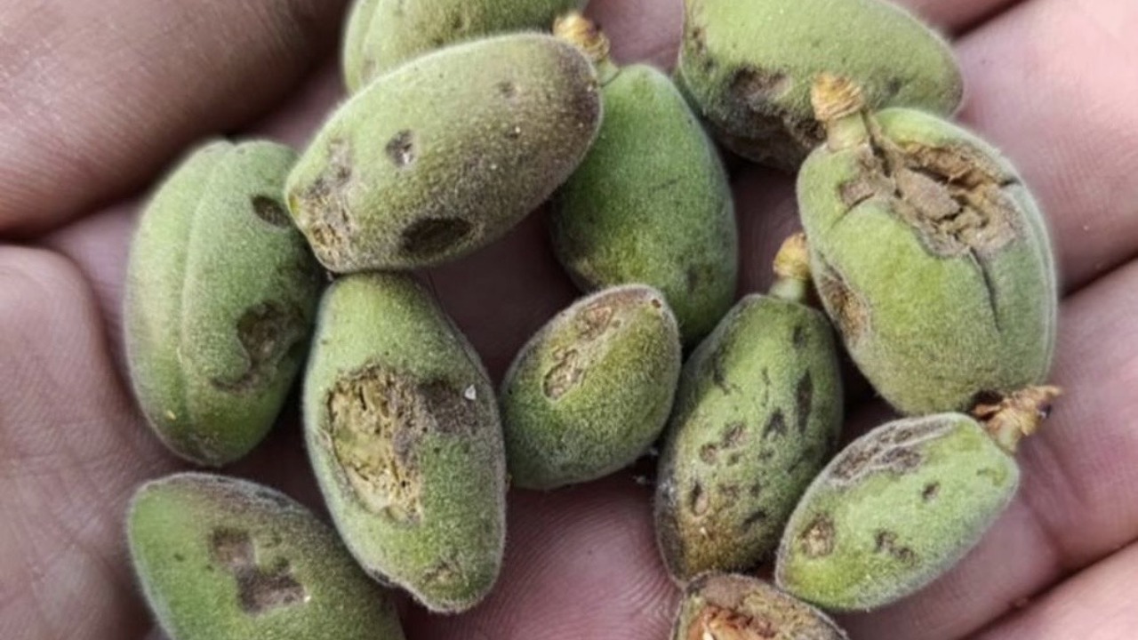 Malatya’da Dolu Kayısıyı Vurdu, Hasar Tespiti Başlıyor