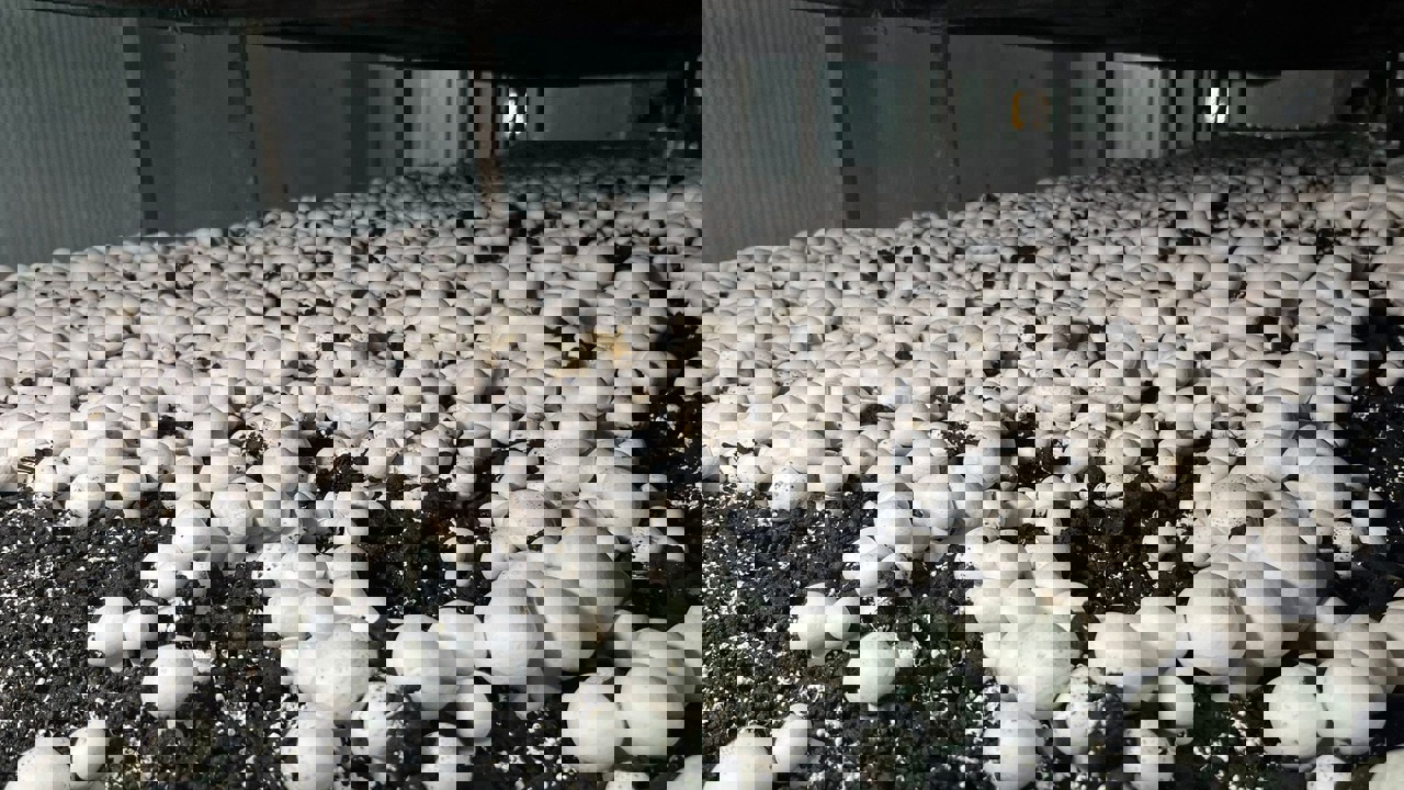 Malatya’da Alternatif Tarım Atağı: Ayda 15 Ton Mantar Üretiliyor