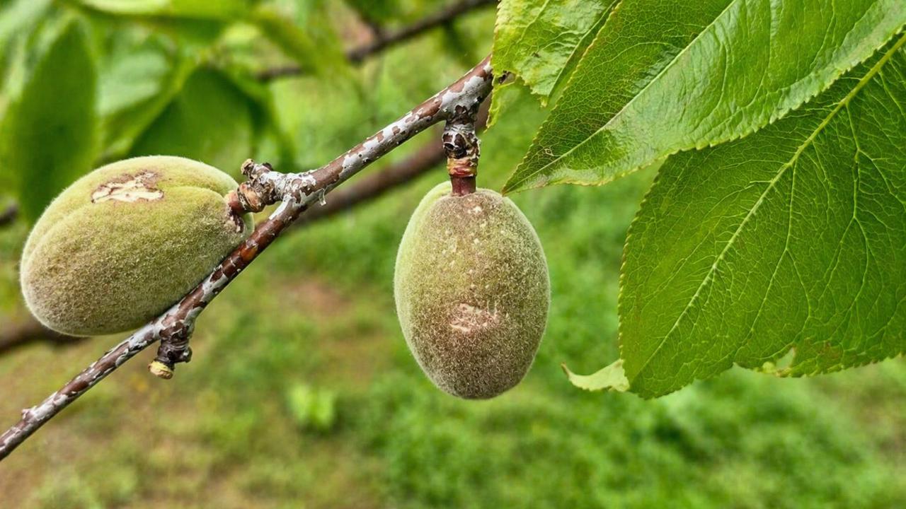 Malatya’da Dolu Hasarı: 20 Bin Dekarı Aşkın Tarım Arazisi Etkilendi