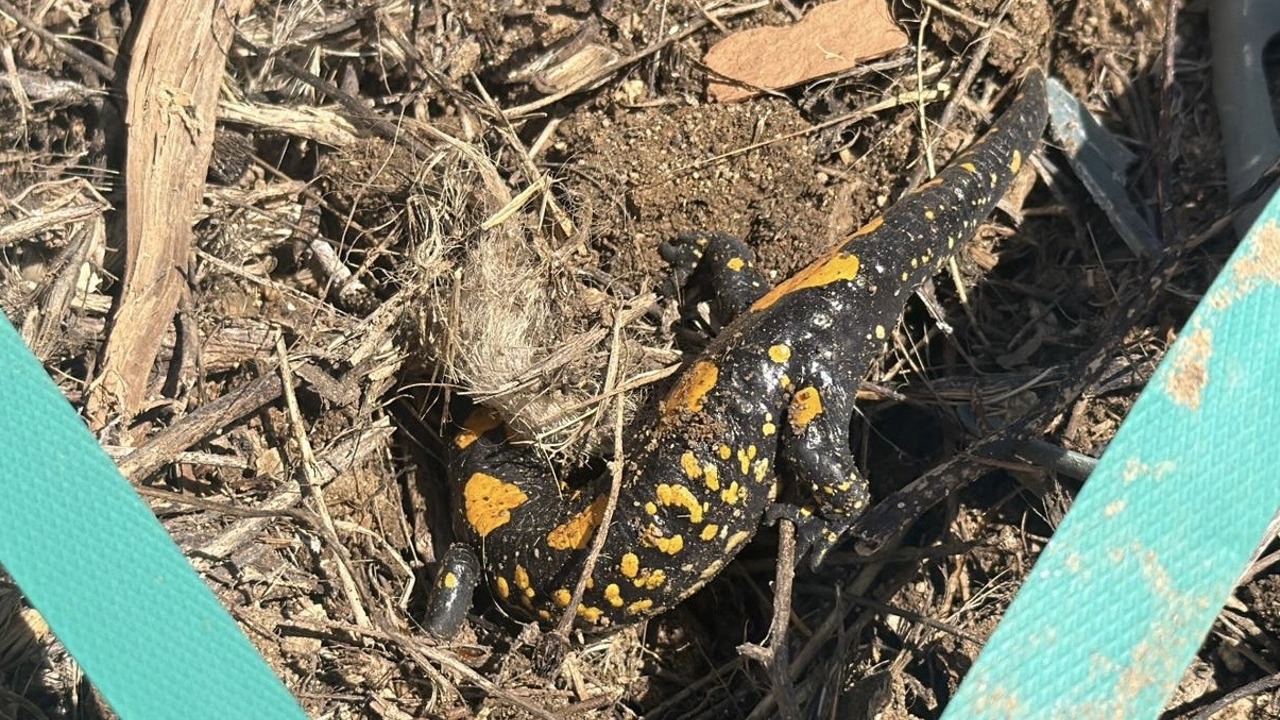 Doğanşehir’de Semender Cep Telefonuna Yansıdı