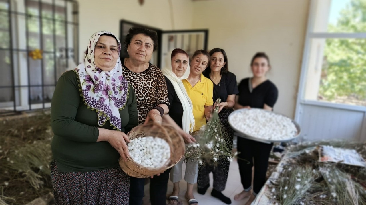 Hekimhanlı Kadınlar İpek Böceği Yetiştiriciliğine Yöneliyor