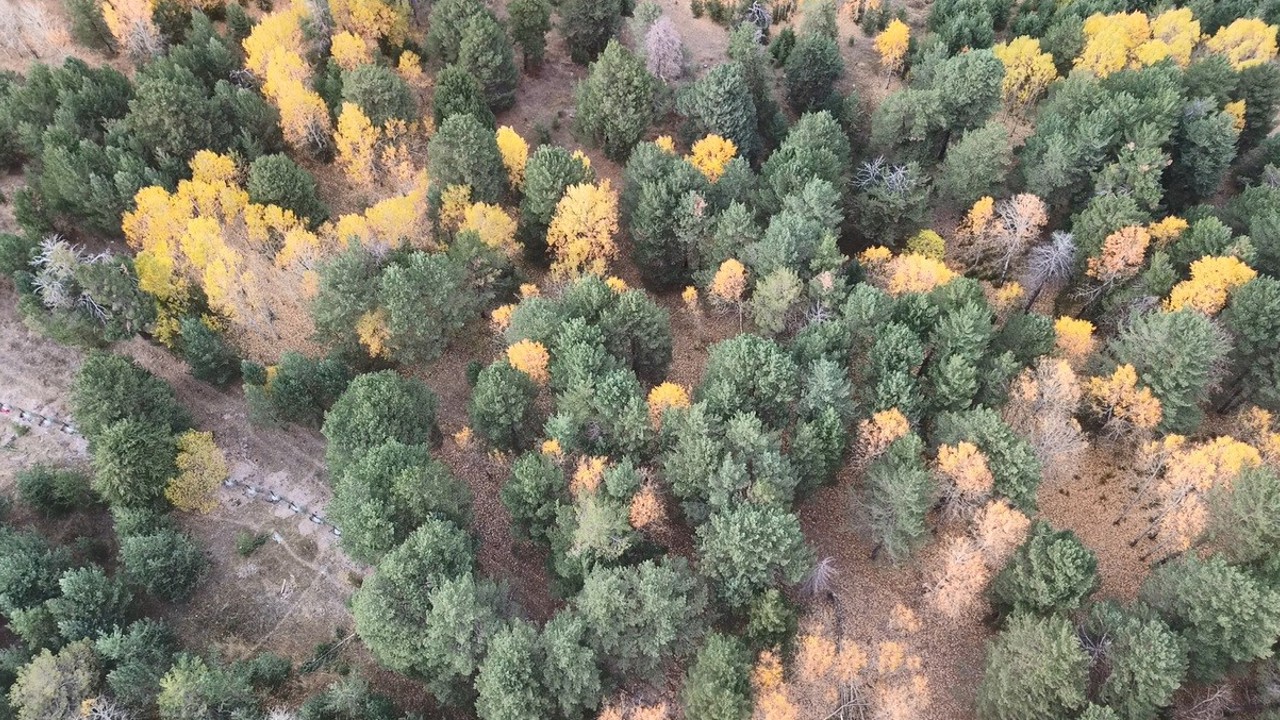 Kars’ta sonbaharda renk cümbüşü yaşanıyor
