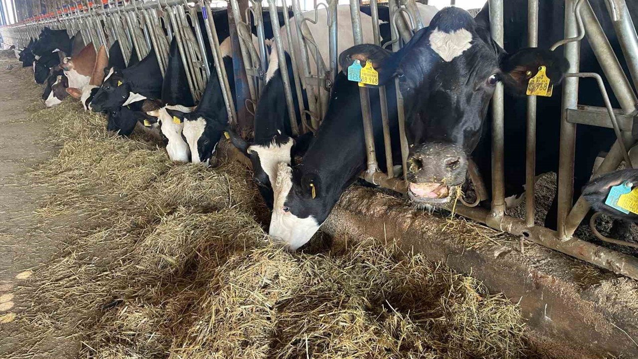 Kırmızı et fiyatlarının ateşi düştü
