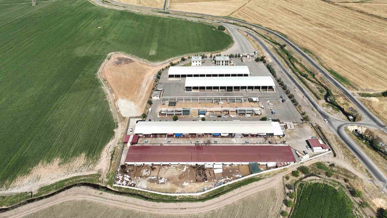 Kahramanmaraş canlı hayvan pazarı açıldı
