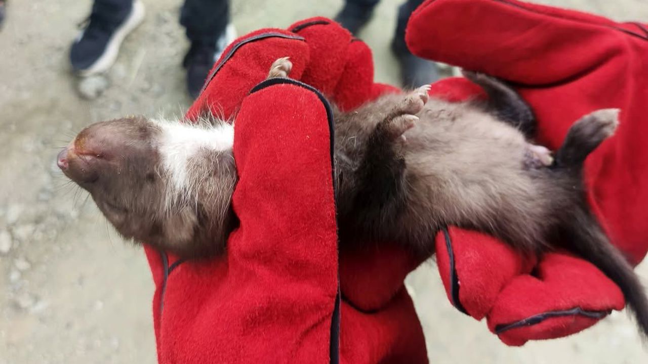 Doğanşehir’de Annesini Kaybeden Yavru Sansar Koruma Altına Alındı