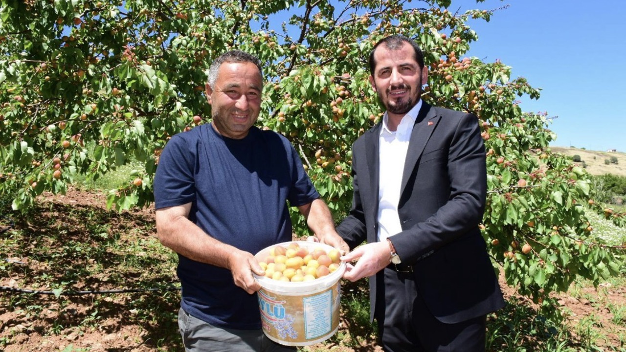 Pütürge’de İlk Kayısı Hasadı Yapıldı