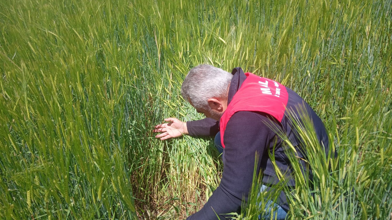 Hububat Ekim Alanlarında Hastalık ve Zararlı Kontrolleri Sürüyor
