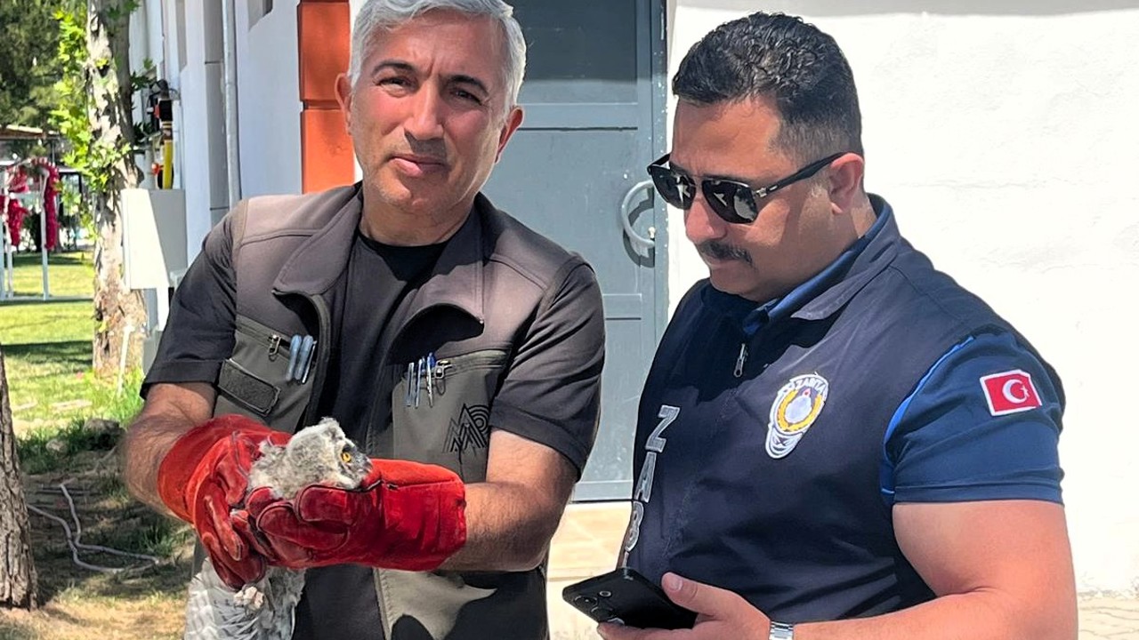 Battalgazi Zabıtası Bulduğu Yavru Baykuşu Koruma Altına Aldı