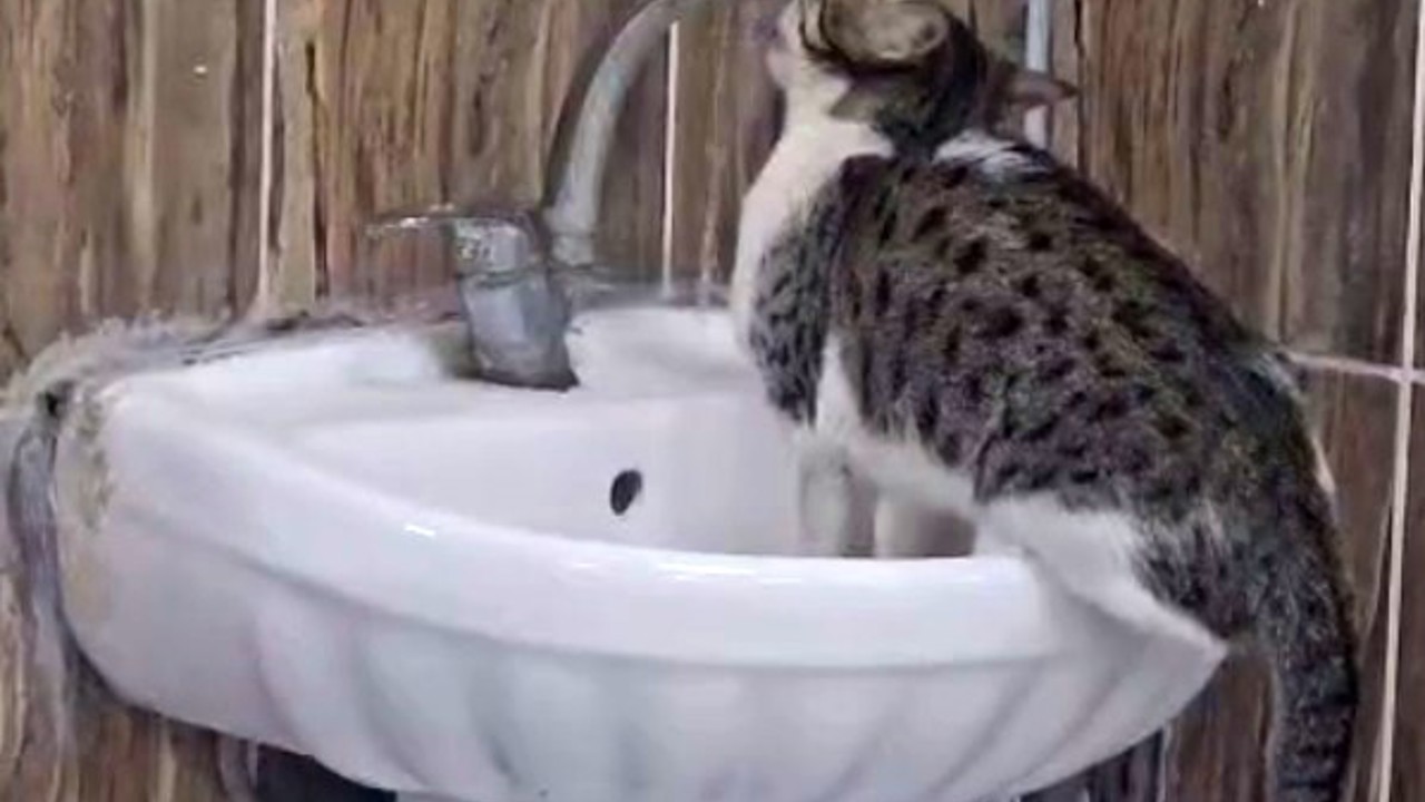 Acil serviste lavaboya çıkan kedi musluğu açıp su içti
