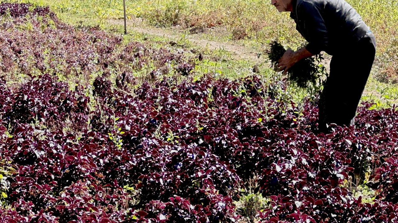Reyhan Üretimi Katlanarak Artıyor: Üretici de Tüketici de Memnun