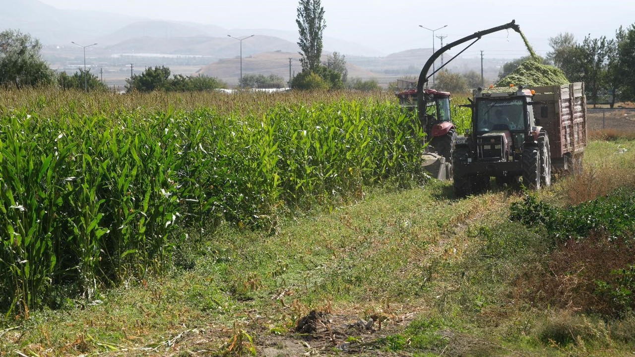 98 dönüm alana ekilen silajlık mısırların hasadı yapıldı
