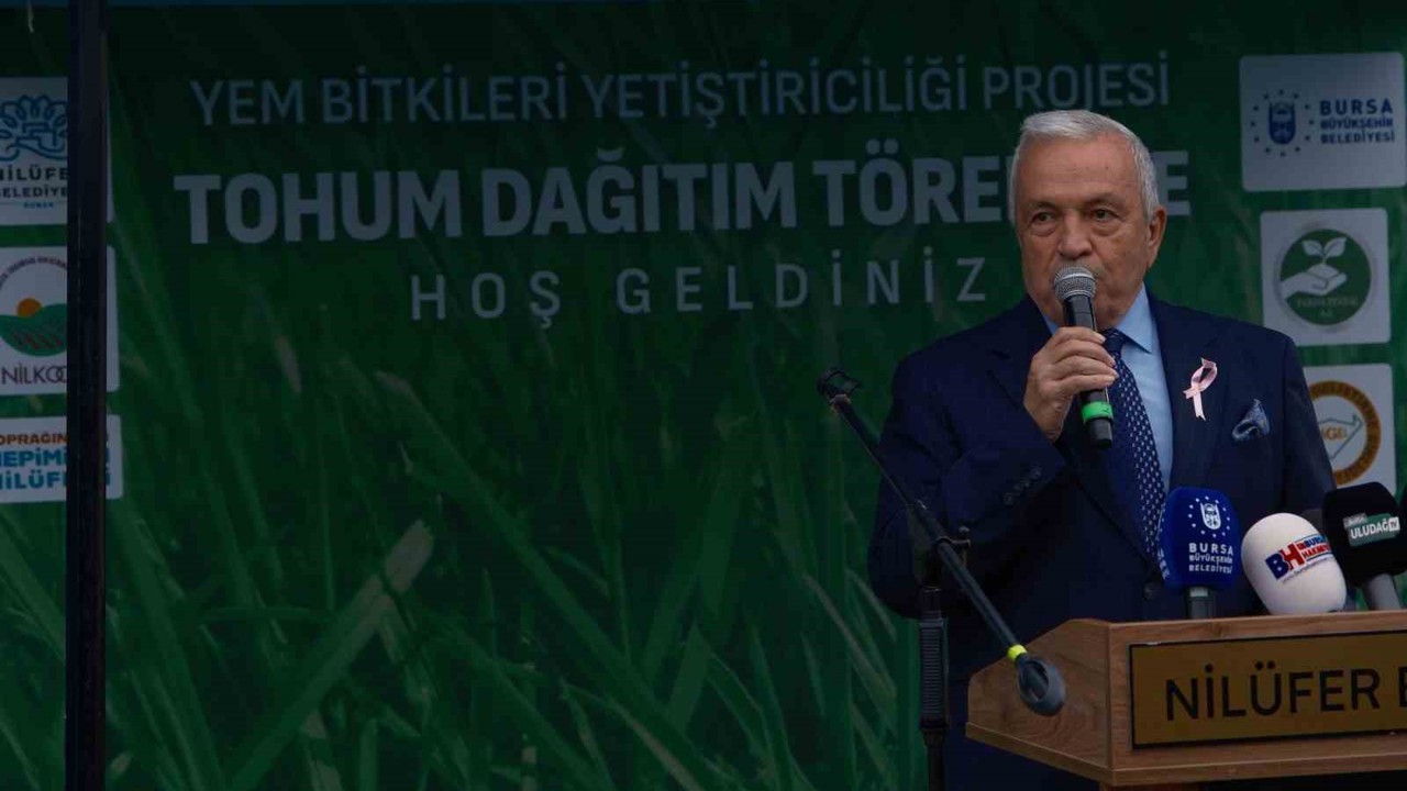 Bursa’da büyükbaşlar İtalyan çimi ile beslenecek
