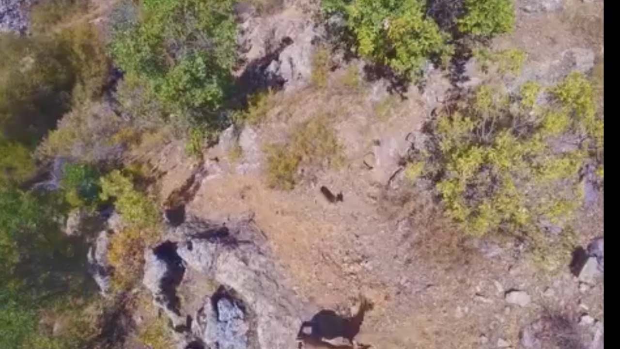 Doğanşehir Dağlarında Yaban Keçileri Dron İle Görüntülendi