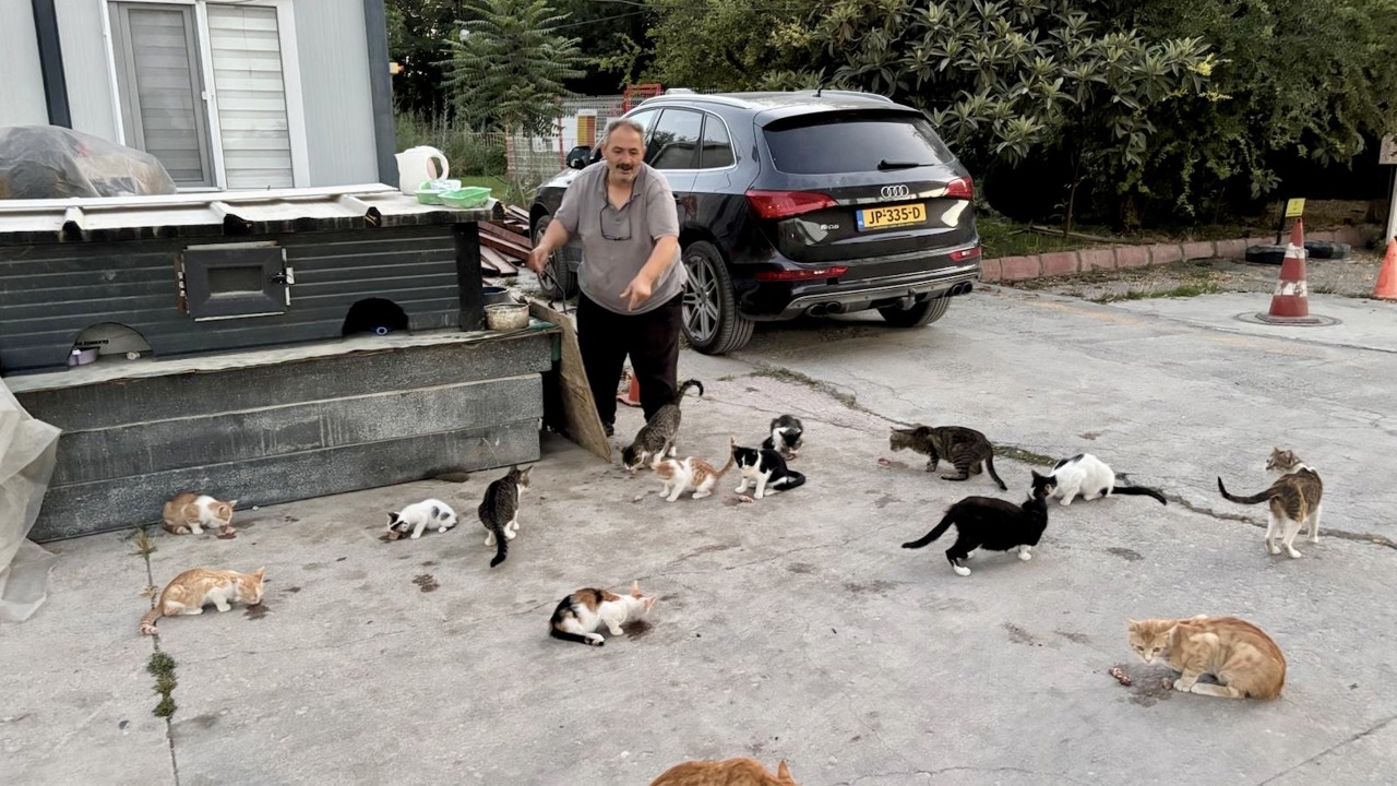 Her Gün Onlarca Sokak Kedisini Kendi Elleriyle Besliyor