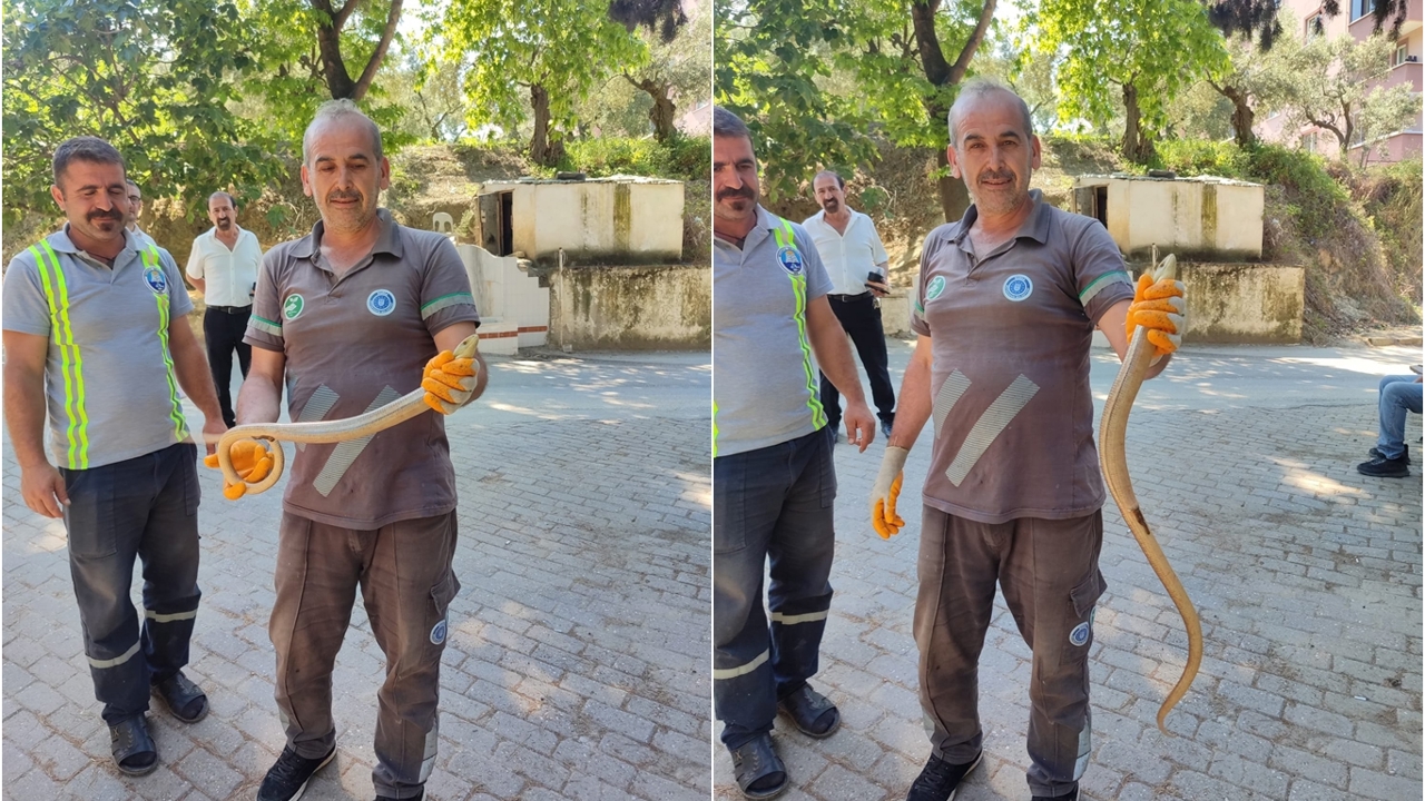 Mezarlık temizliğinde yılan paniği