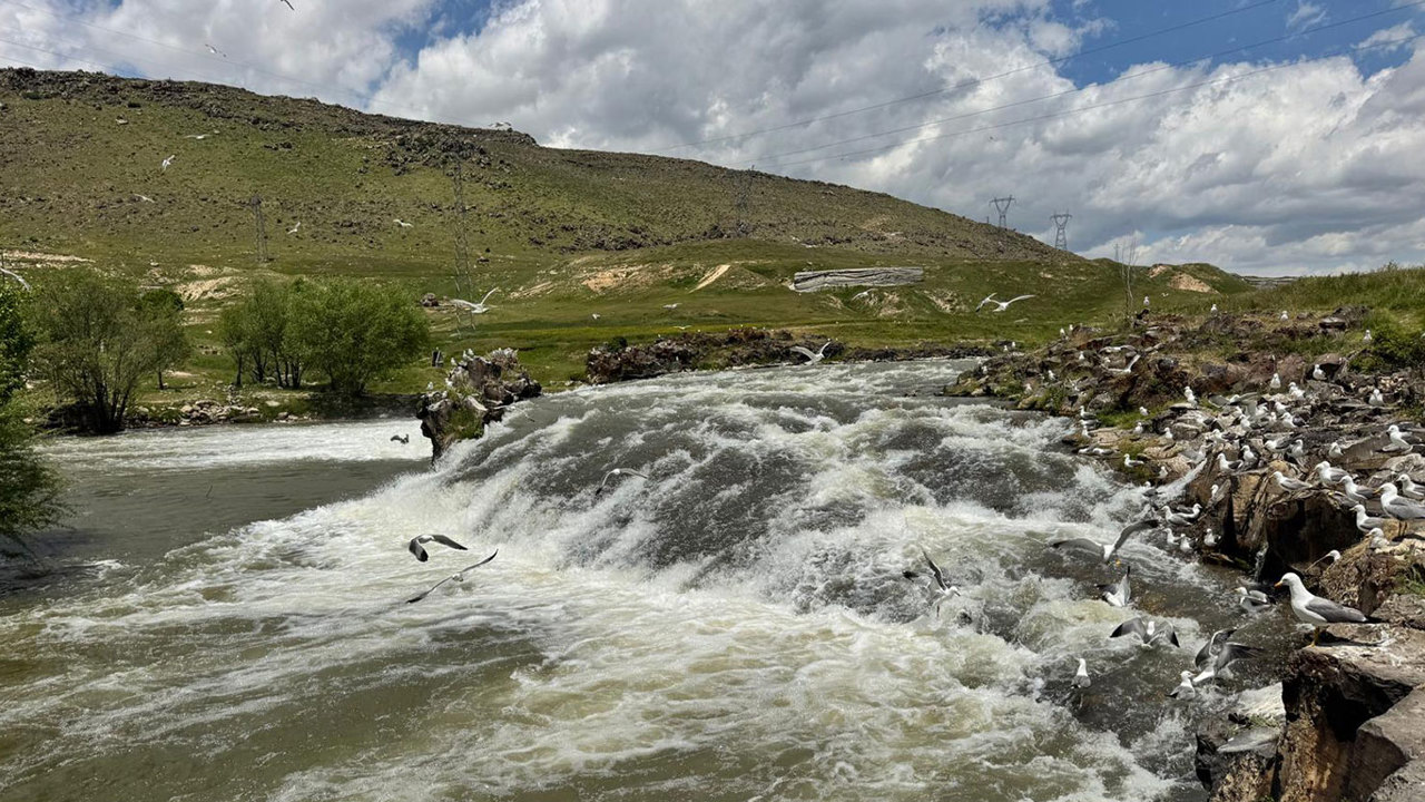 İnci kefallerinin göç yolculuğu bu yıl kolay geçiyor