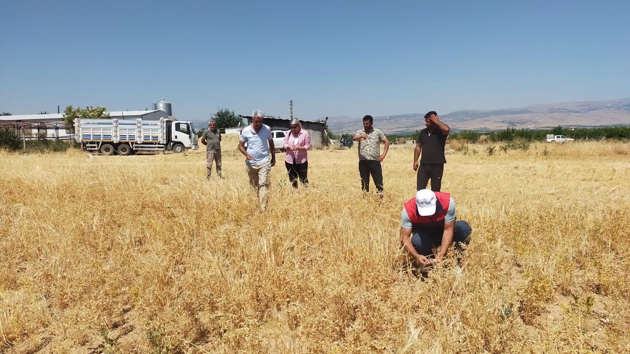 Yeşilyurt'ta TAKE Projesi Kapsamında Nohut Hasadı Yapıldı