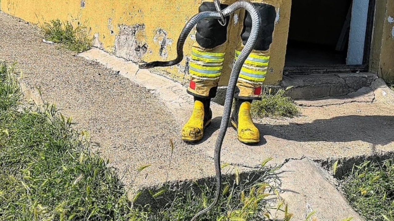 Bingöl'de evde çıkan yılan ekiplerce yakalanıp doğaya bırakıldı