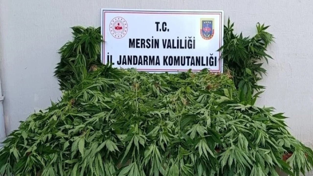 Mersin'de ormanlık alanda kenevir operasyonu: 2 şüpheli tutuklandı