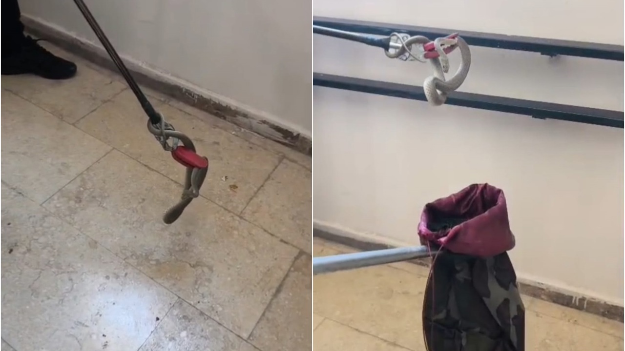 TOKİ konutlarında yılan paniği
