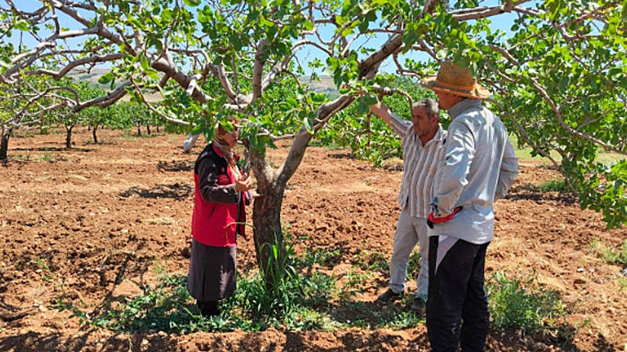Şanlıurfa'da fıstık bahçesinde hastalık ve zararlı incelemesi