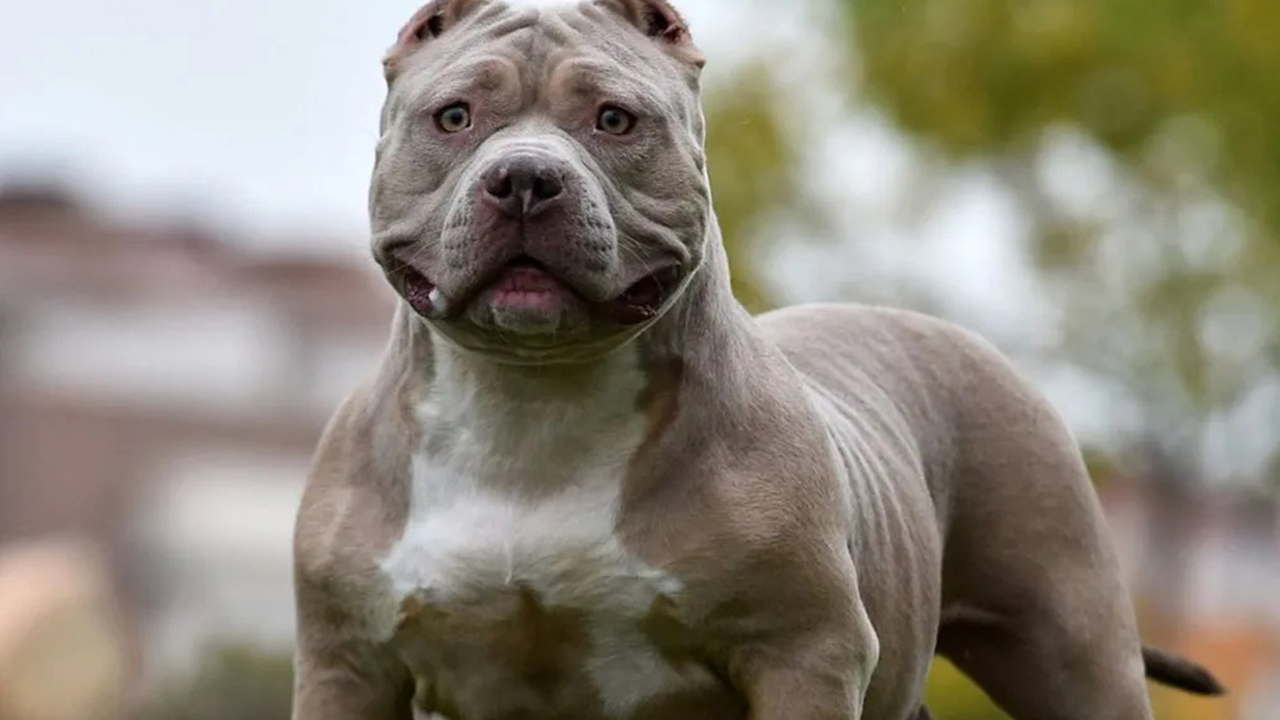 İngiltere'den çocuk güvenliği adımı: Tehlikeli köpeklerle yalnız kalmak yasaklanıyor