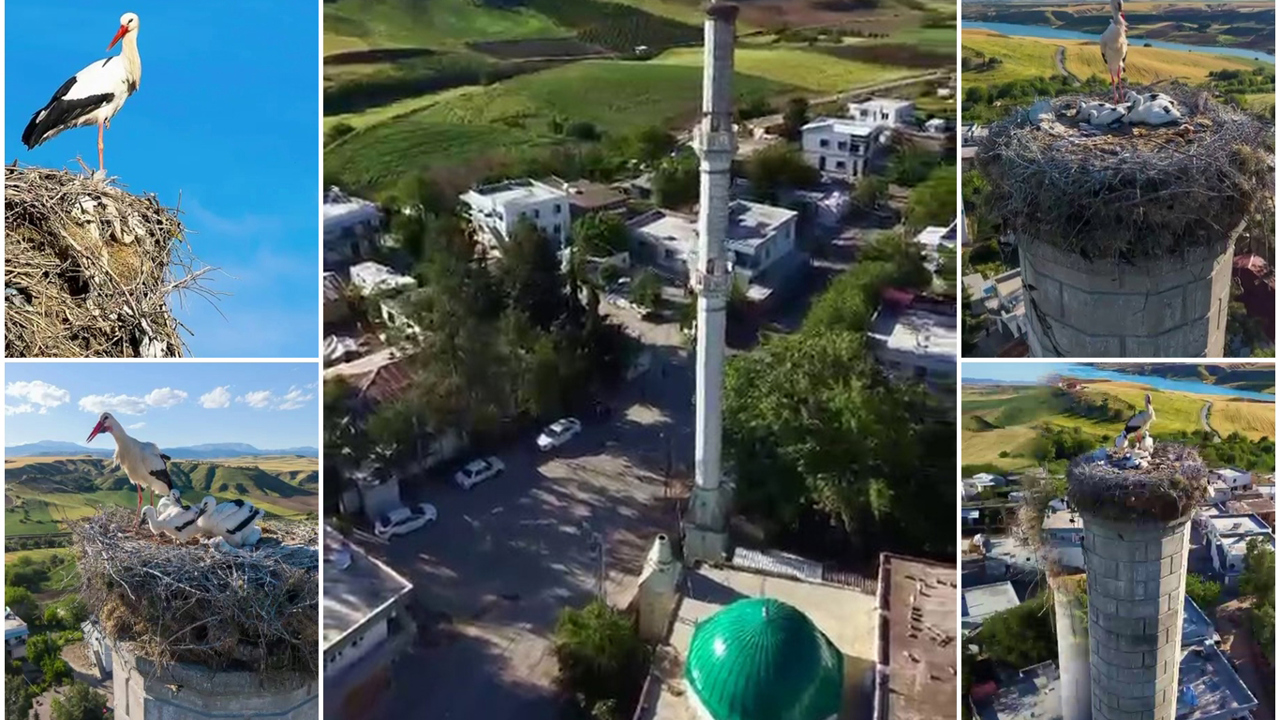 Depremde yıkılan minare leyleklere ev sahipliği yapıyor