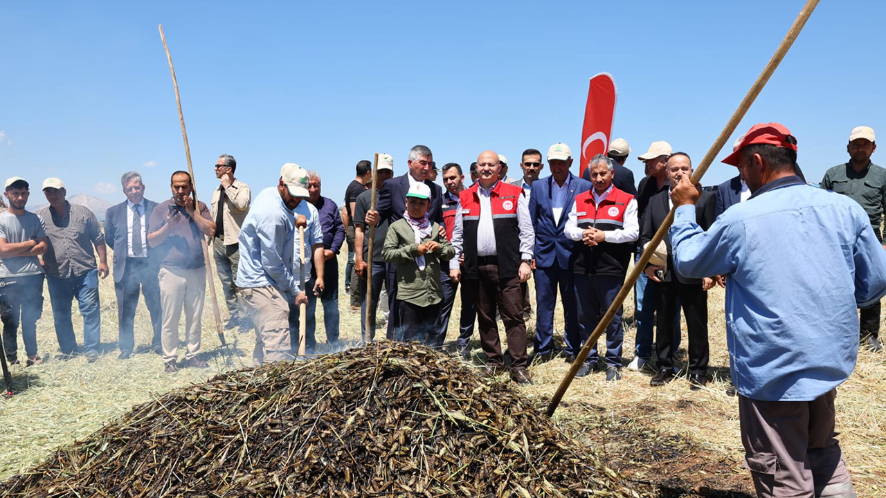 Adıyaman'da firik buğdayı hasadı başladı