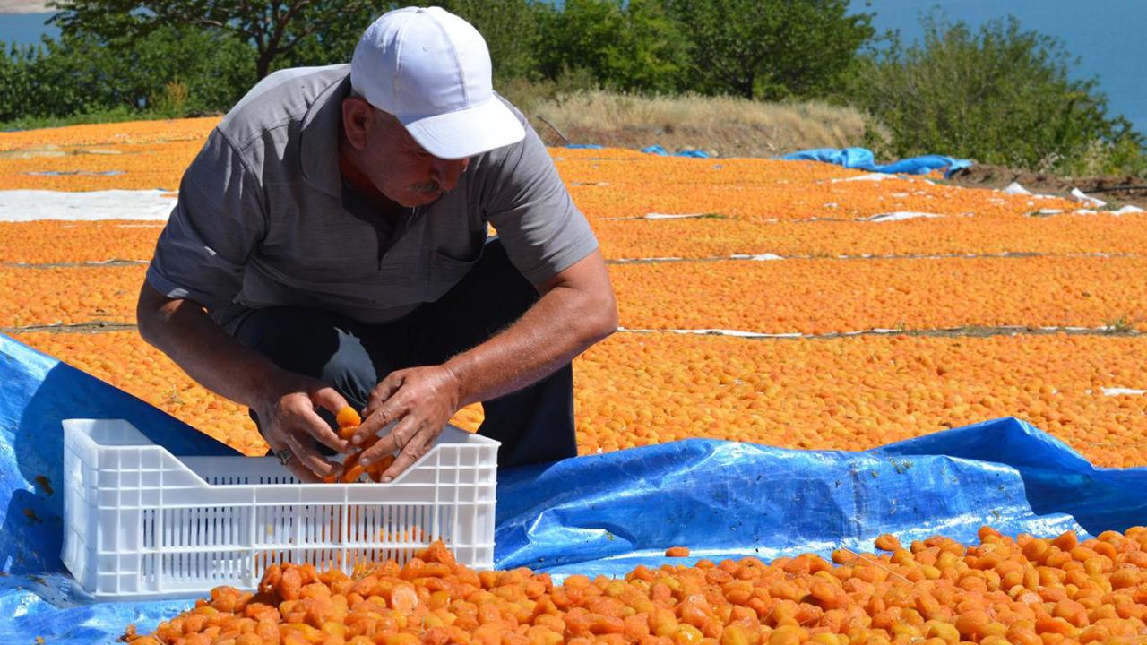 Dünya kayısı başkenti Malatya'da sezonluk işçi ücretleri belli oldu