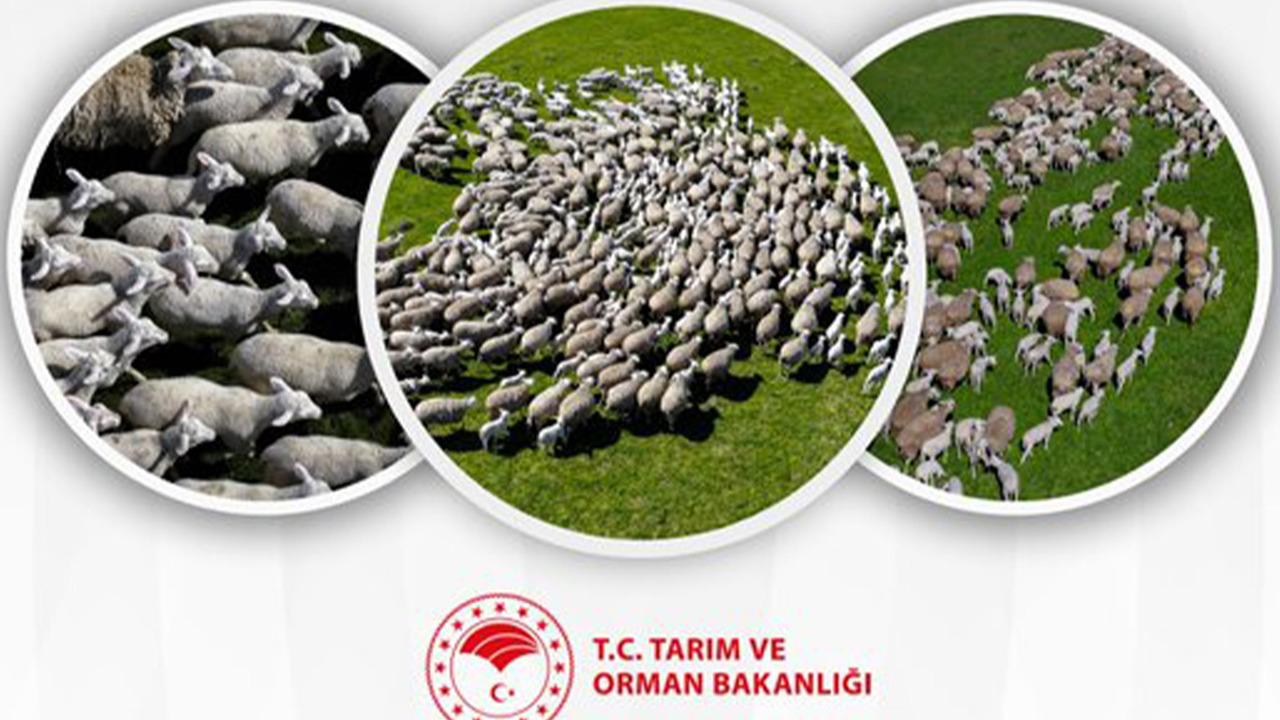 Kırsalda Bereket Küçükbaşa Destek Projesinin ilk etap sonuçları açıklandı
