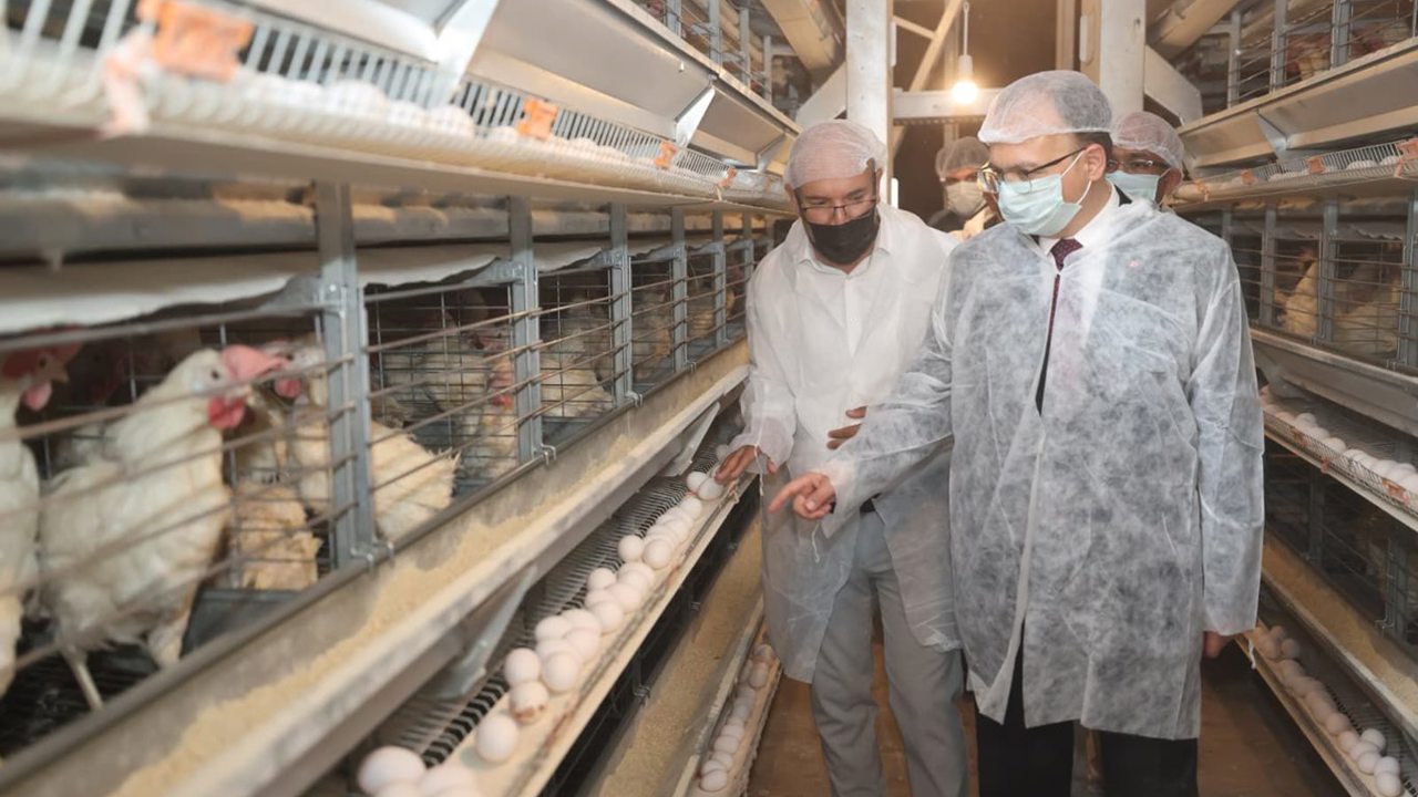 Siirt'te günlük 5 bin koli yumurta üretiliyor
