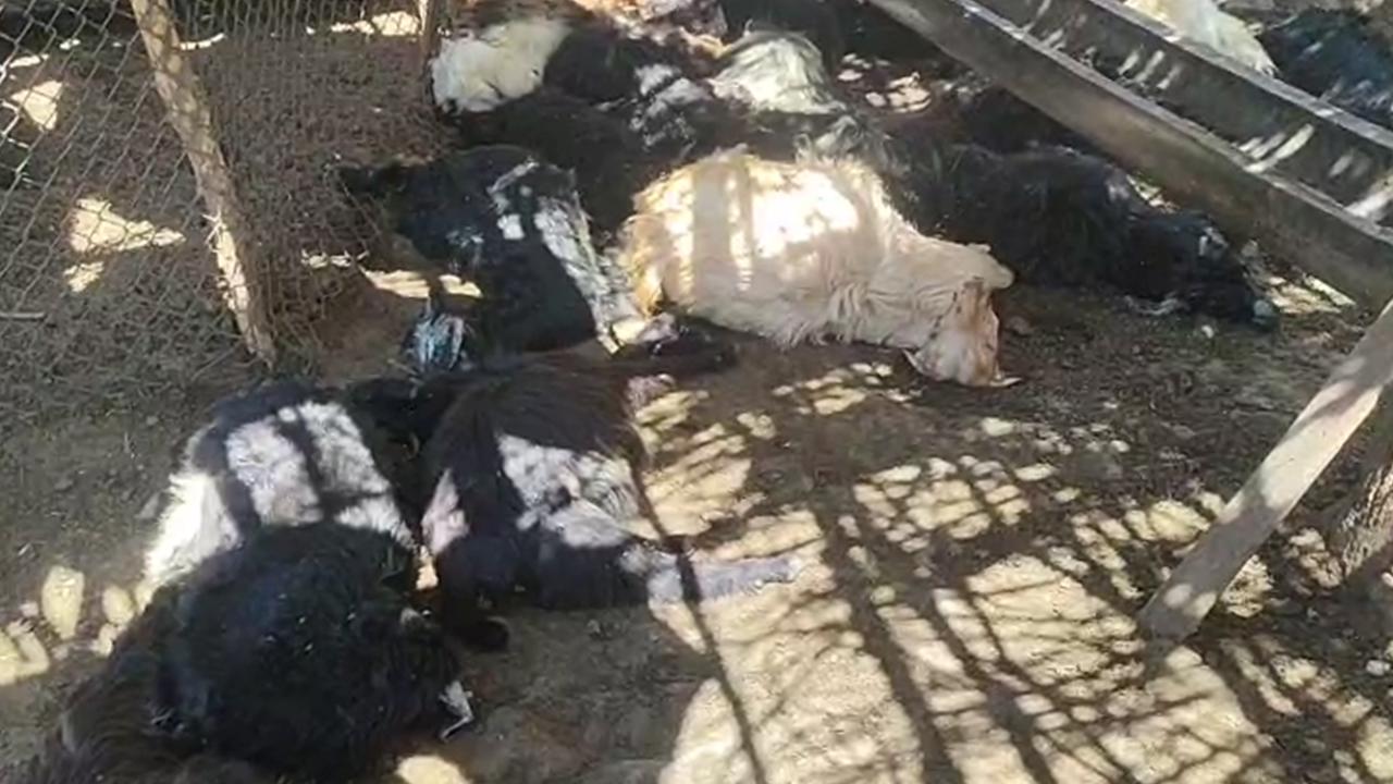 Şirvan'da başıboş köpeklerin saldırısında 26 keçi telef oldu
