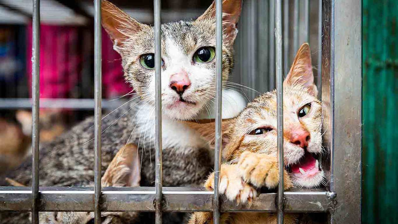 Vietnam'da kesilmek üzere çalınan yüzlerce kedi kurtarıldı