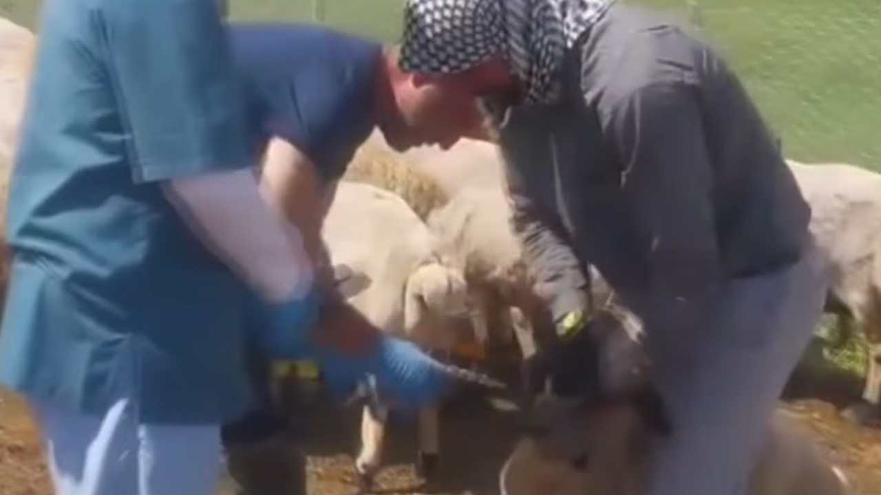 Bingöl’de hayvan sağlığı için ekipler seferber oldu