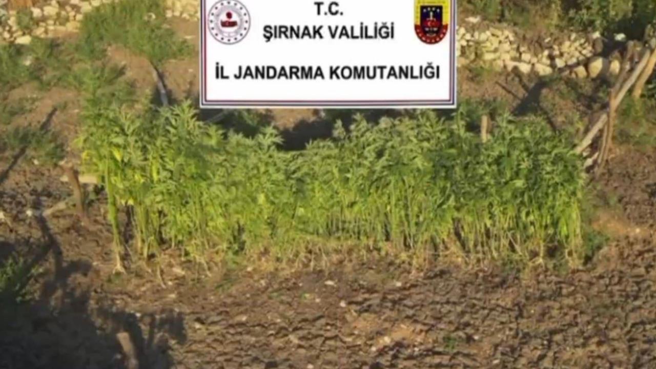 Şırnak merkezli 3 ilde uyuşturucu operasyonu: 5 gözaltı