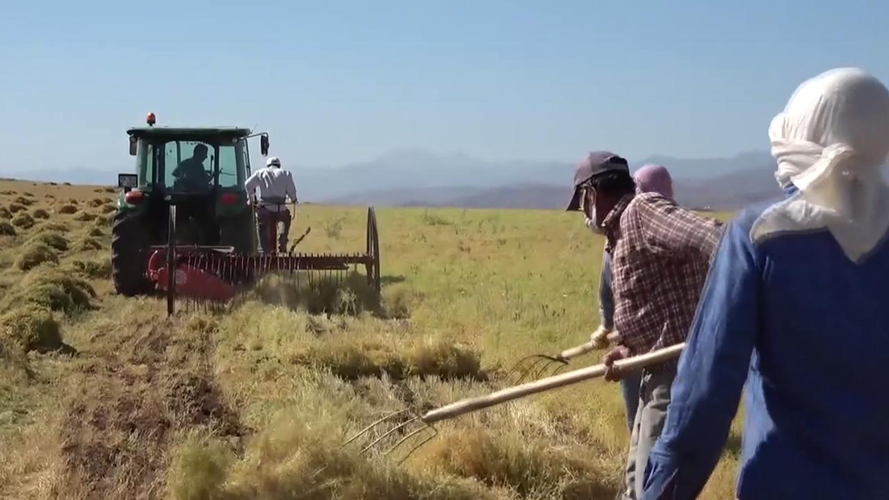 Siirt'te mercimek hasadında yüzler gülüyor