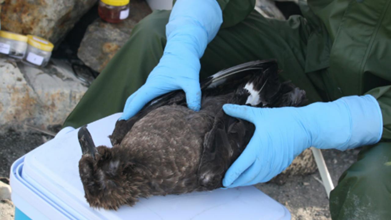 Avustralya'da ilk H5N1 kuş gribi vakası tespit edildi