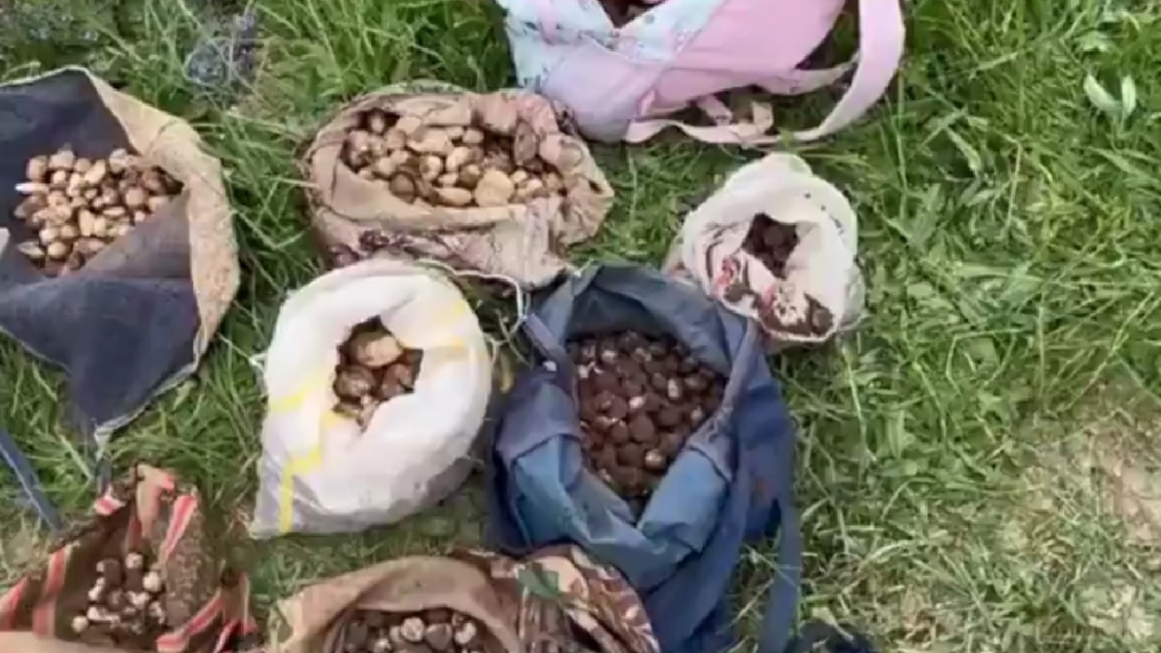 Çankırı'da salep orkidesi toplayanlara 6,9 milyon lira ceza