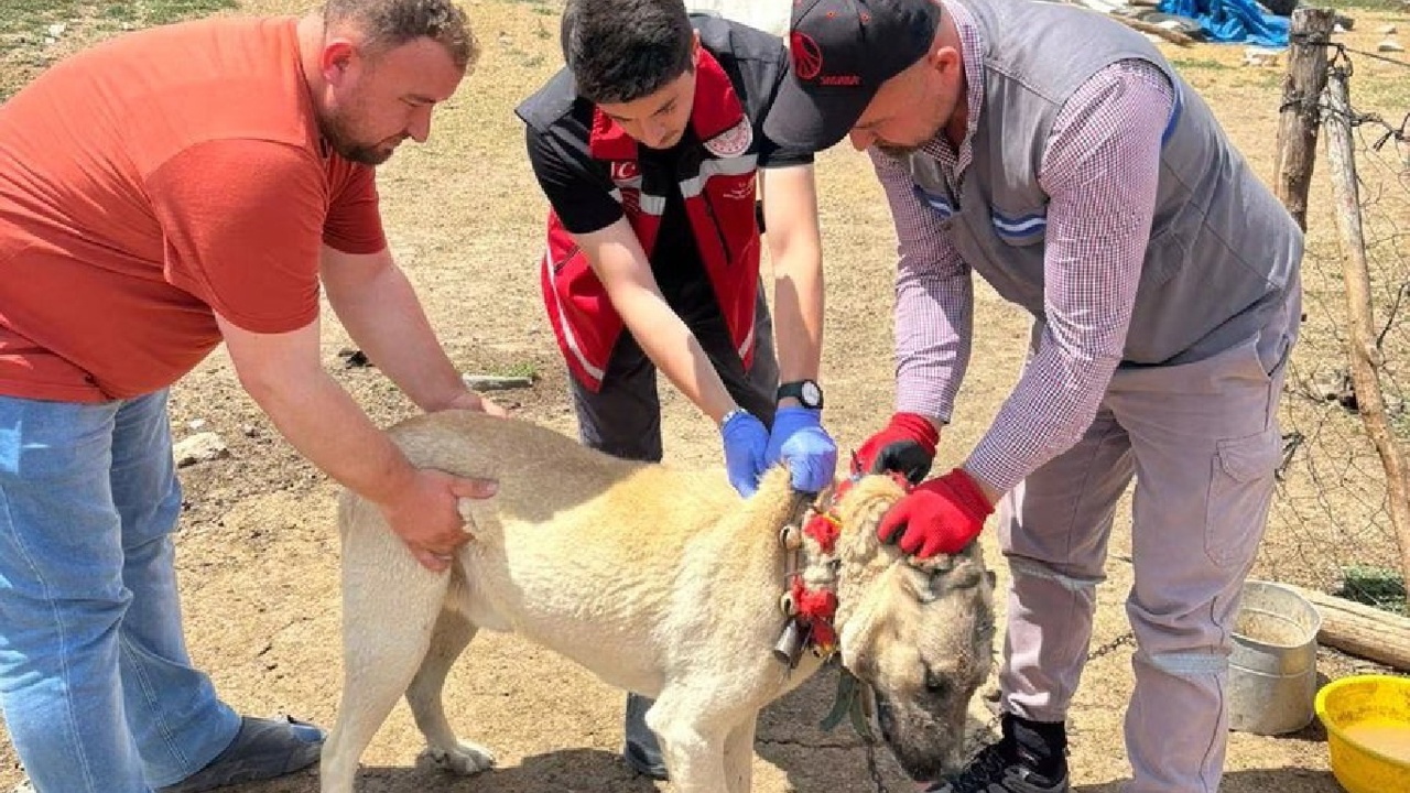 Sahipli hayvanını terk edenlere 108 bin lira ceza