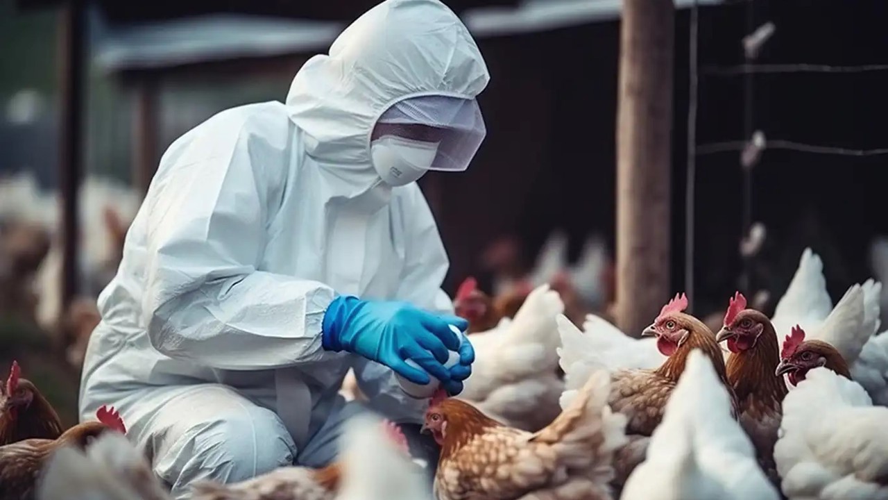 Avustralya'da H5N1 kuş gribi tespit edildi