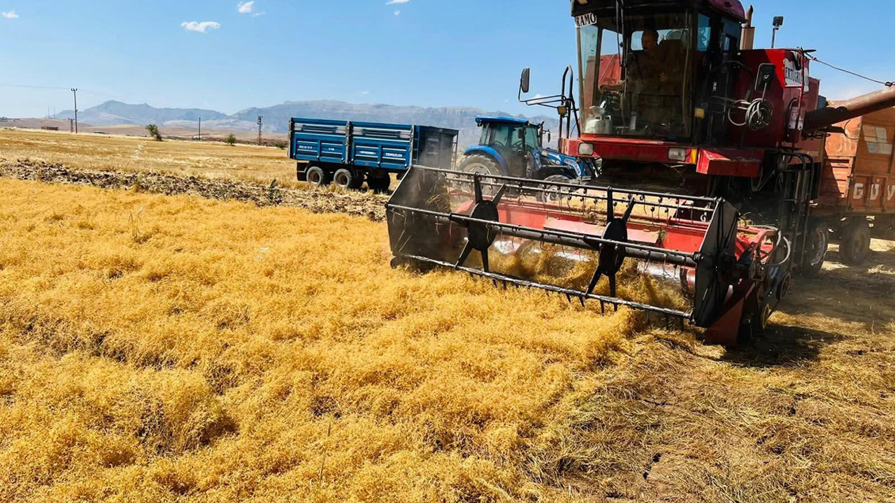 Şırnak’ta atıl araziler TAKE Projesi ile kırmızı mercimek üretimine kazandırıldı